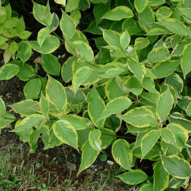 Cornus alba 'Gouchaultii '
