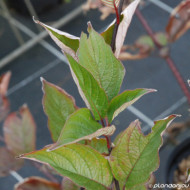 Cornus alba 'Kesselringii'