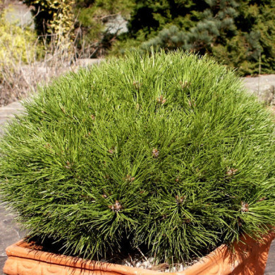 Pinus nigra 'Marie Brégeon'