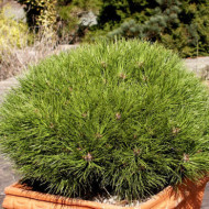 Pinus nigra 'Marie Brégeon'