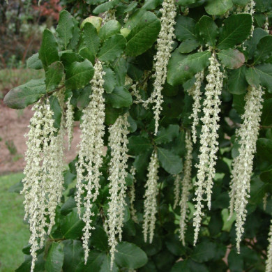 Garrya elliptica