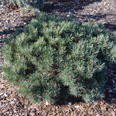 Pinus nigra 'Marie Brégeon'