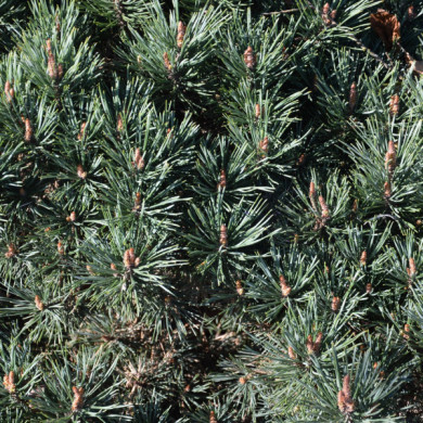 Pinus nigra 'Marie Brégeon'