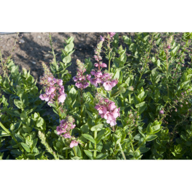 Diascia rigescens