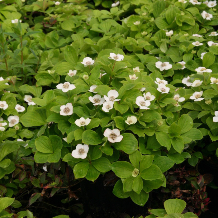 Cornus canadensis