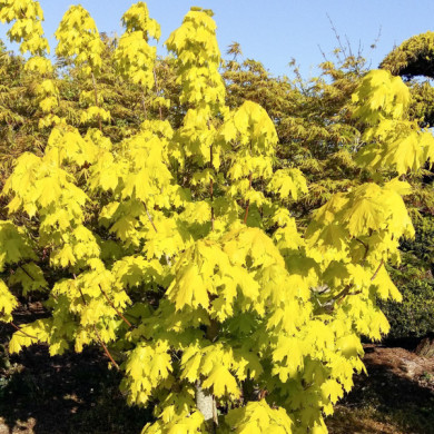 Acer platanoides 'Princeton Gold' prigo