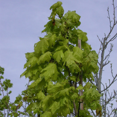Acer platanoides 'Princeton Gold' prigo