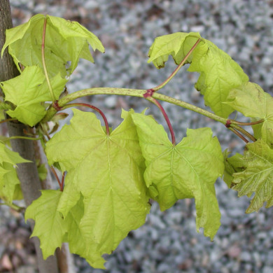 Acer platanoides 'Princeton Gold' prigo