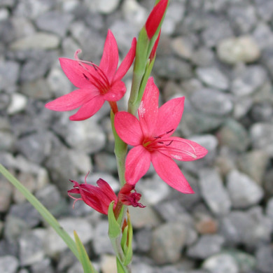 Hesperantha coccinea 'Major'