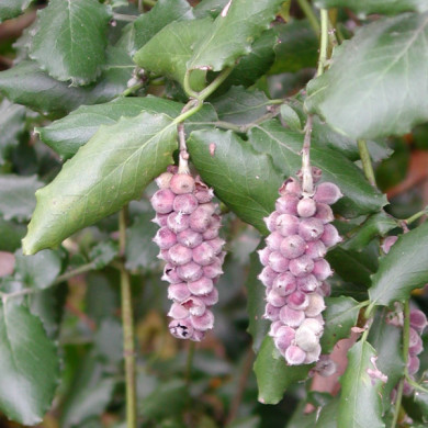 Garrya elliptica