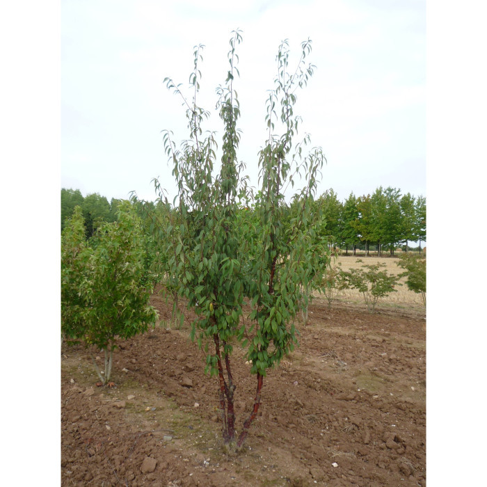 Prunus serrula