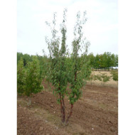 Prunus serrula