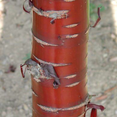 Prunus serrula