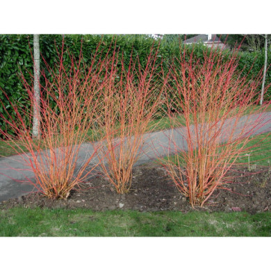 Cornus sanguinea Winter Flame® 'Anny'