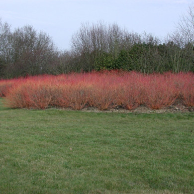 Cornus sanguinea Winter Flame® 'Anny'