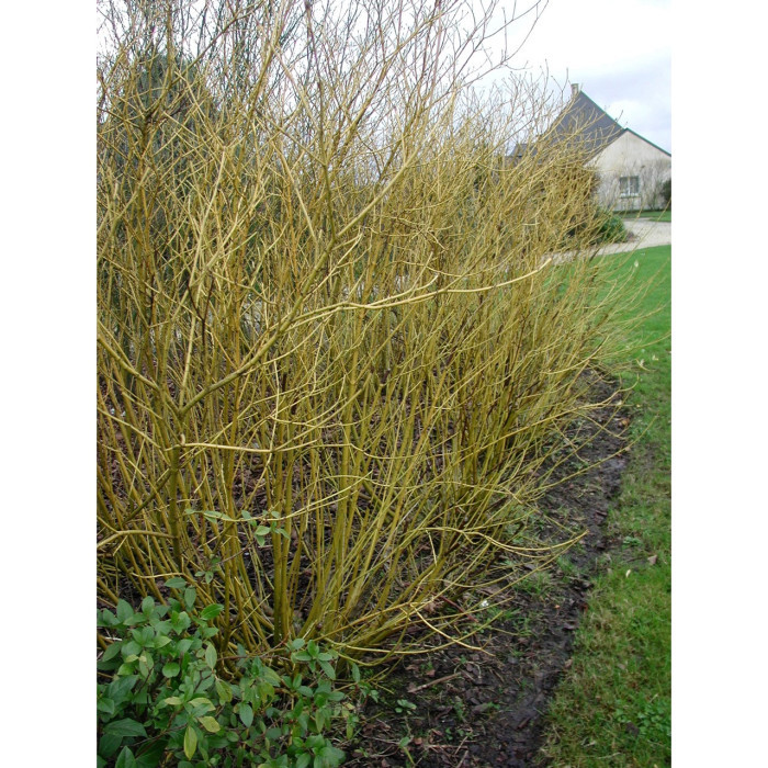 Cornus sericea 'Flaviramea'