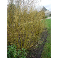 Cornus sericea 'Flaviramea'