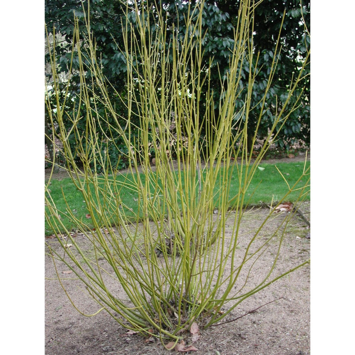 Cornus sericea 'Flaviramea'