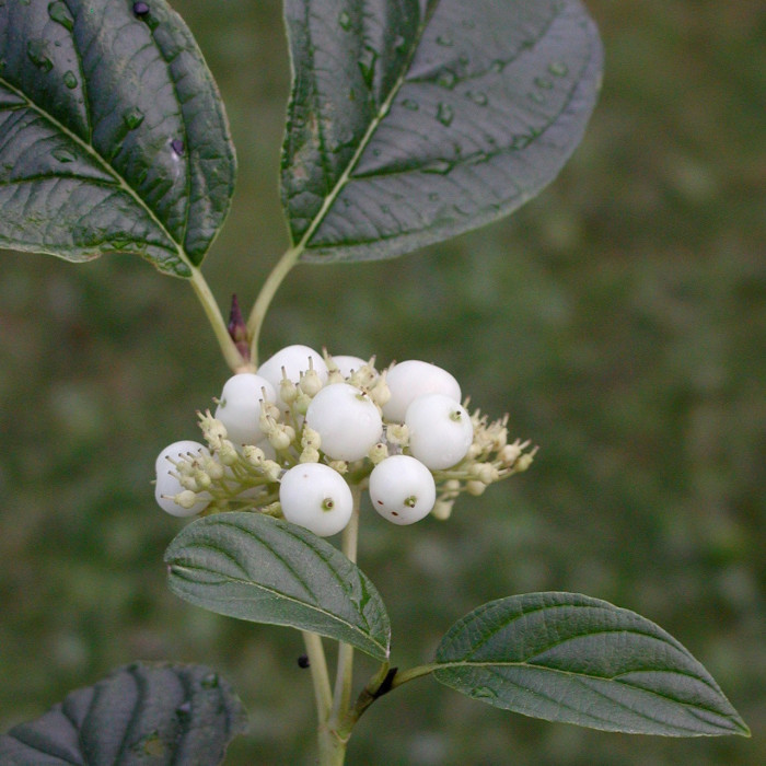 Cornus sericea 'Flaviramea'