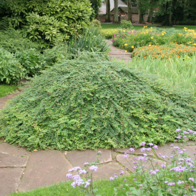 Symphoricarpos x chenaultii 'Hancock'