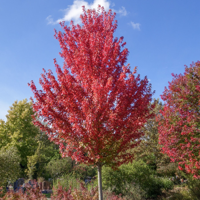 Acer x freemanii AUTUMN BLAZE® 'Jeffersred'