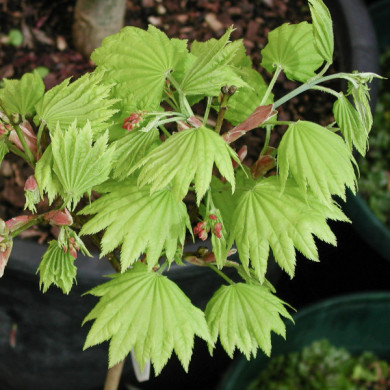 Acer shirawasanum 'Aureum'