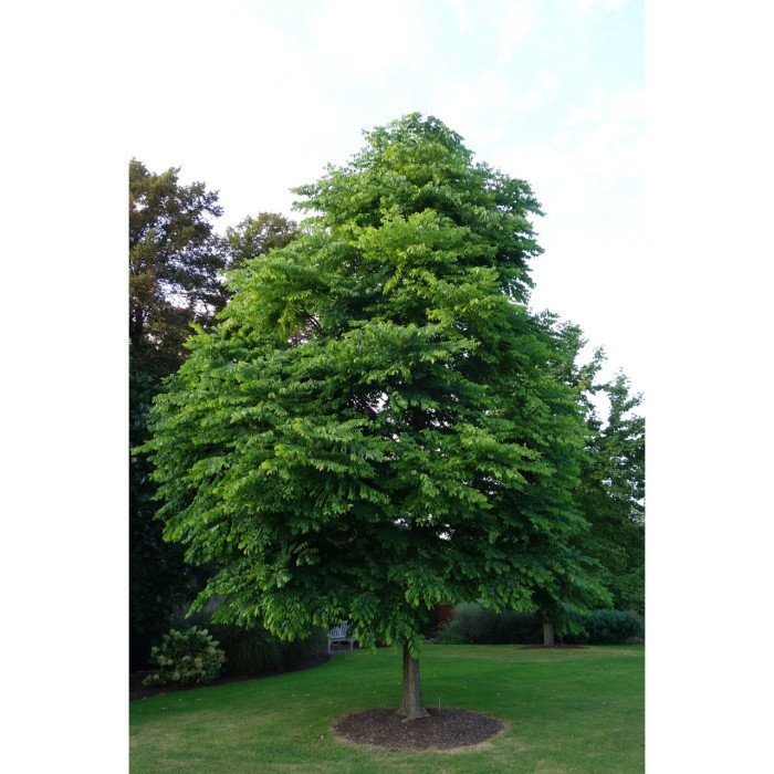 Gymnocladus dioica