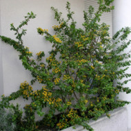 Azara microphylla