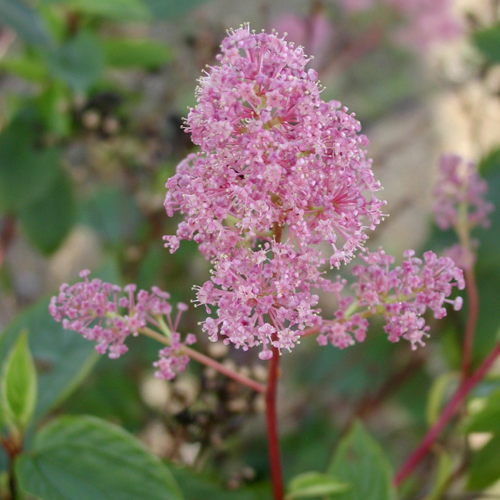 Ceanothus x pallidus 'Perle Rose'