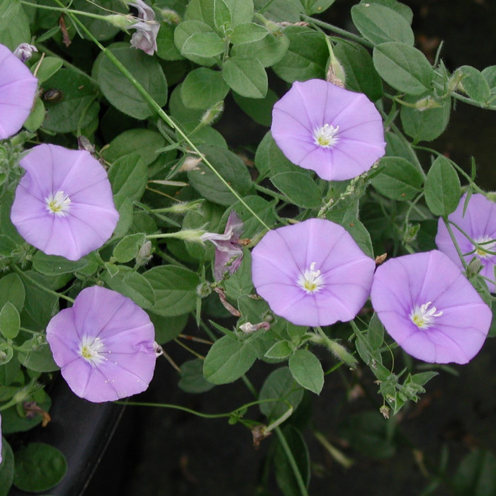 Convolvulus sabatius
