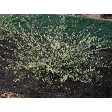 Corylopsis pauciflora