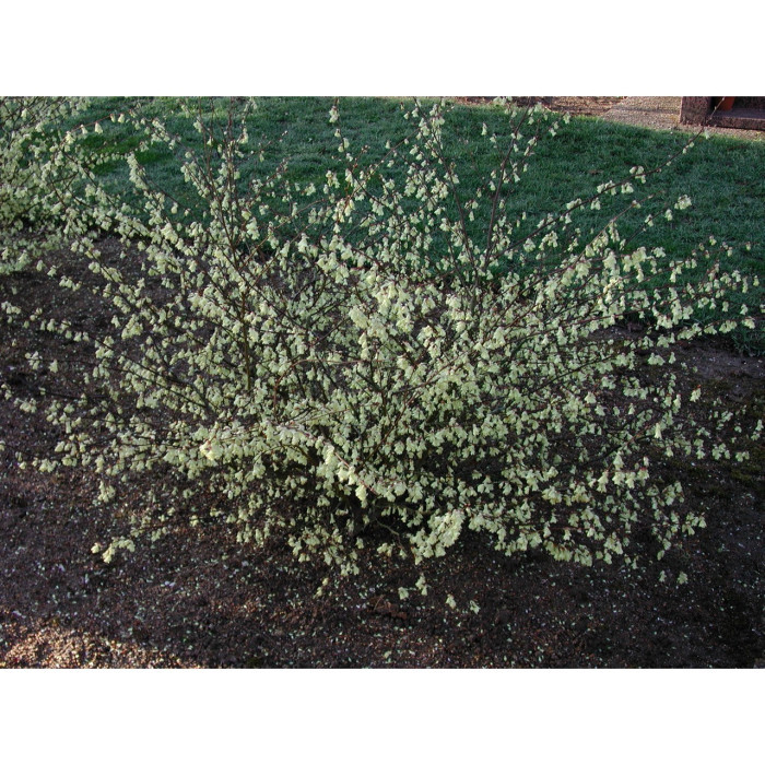 Corylopsis pauciflora