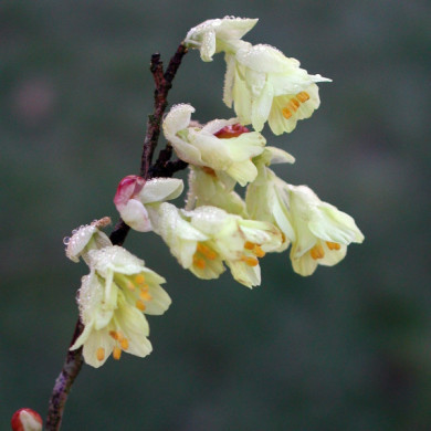 Corylopsis pauciflora