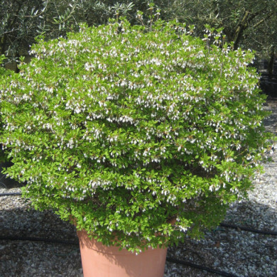 Enkianthus campanulatus