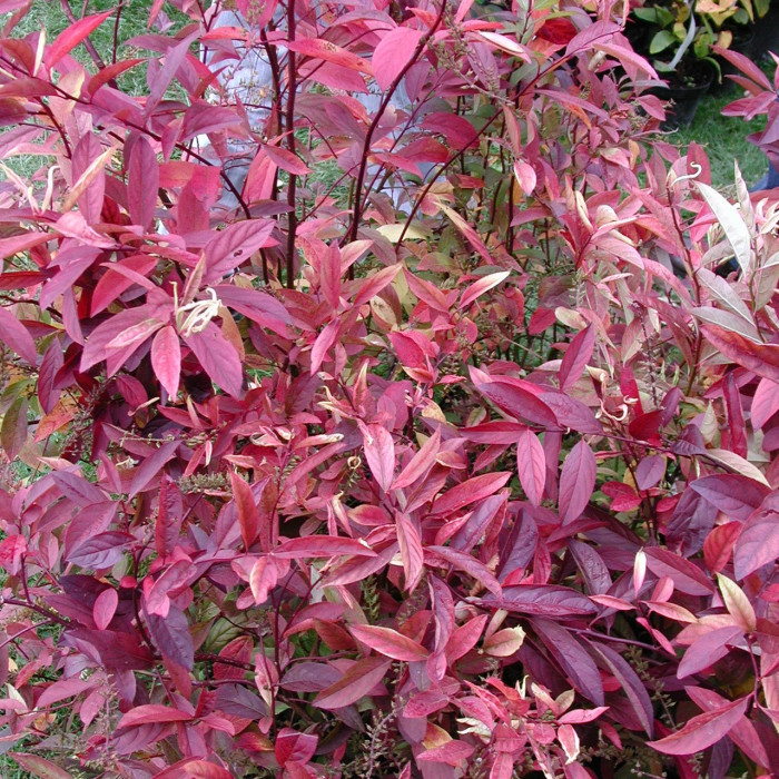 Itea virginica