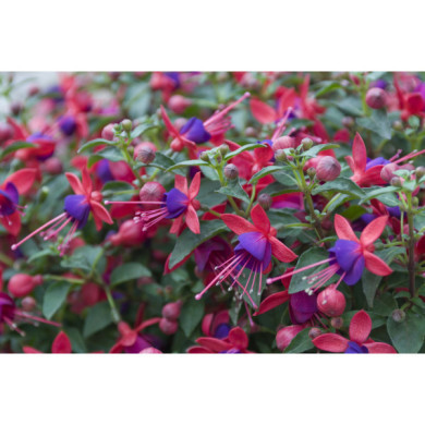 Fuchsia 'Tom Thumb'