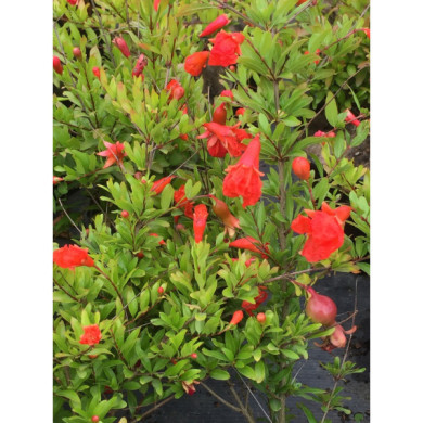 Punica granatum 'Nana'