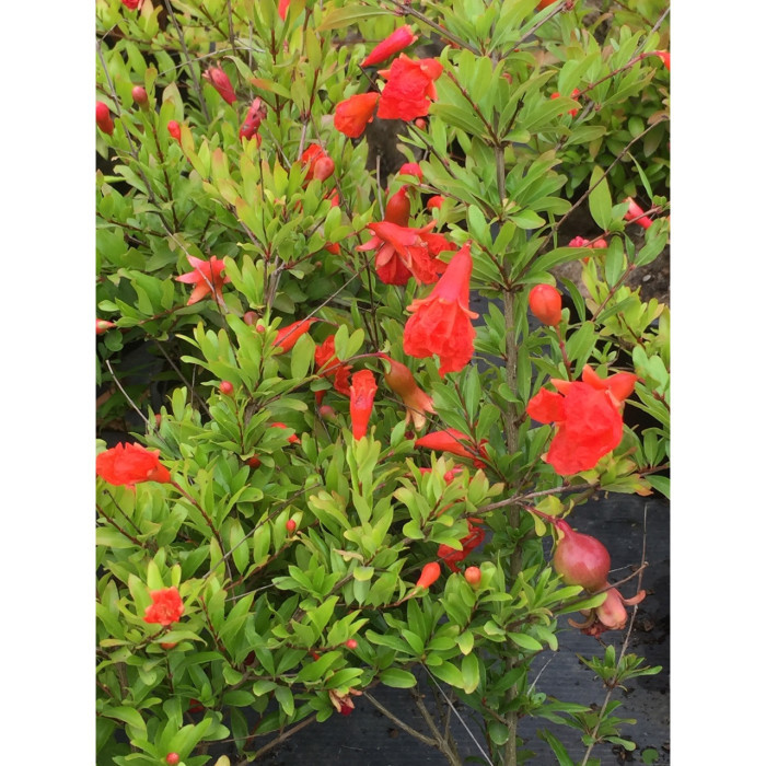 Punica granatum 'Nana'