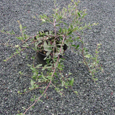 Pyracantha Alexander Pendula® 'Renolex'