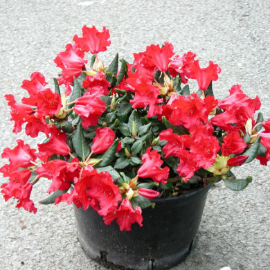 Rhododendron 'Baden-Baden'