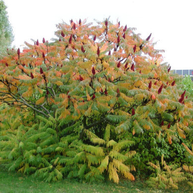 Rhus typhina 'Dissecta'