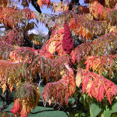 Rhus typhina 'Dissecta'