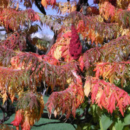 Rhus typhina 'Dissecta'