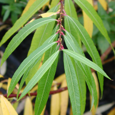 Salix udensis 'Sekka'