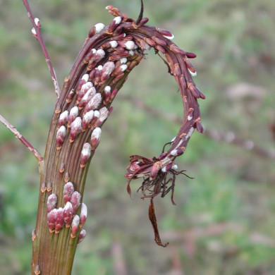 Salix udensis 'Sekka'