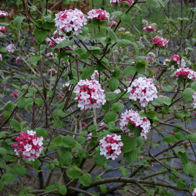 Viburnum carlesii