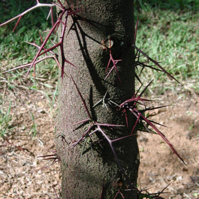 Gleditsia triacanthos