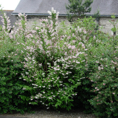 Deutzia scabra 'Plena'
