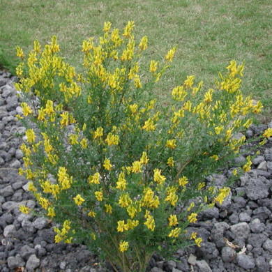 Genista tinctoria 'Royal Gold'