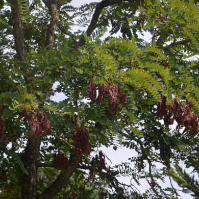 Gleditsia triacanthos